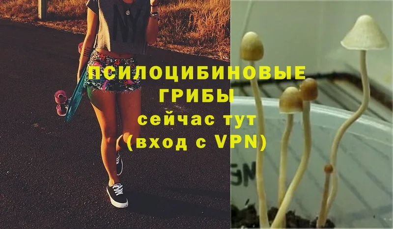 Псилоцибиновые грибы MAGIC MUSHROOMS  Крымск 